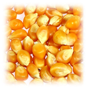 Popcornmais ganz, extra groß